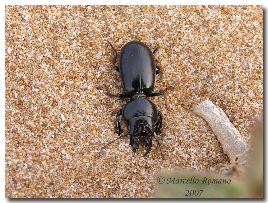 Incontri fra le dune: Scarites buparius (Carabidae)